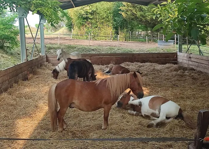 Apartament Unique 1 Centre Equestre Snack *